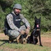 U.S. Sailors and Spanish marines conduct military working dog training