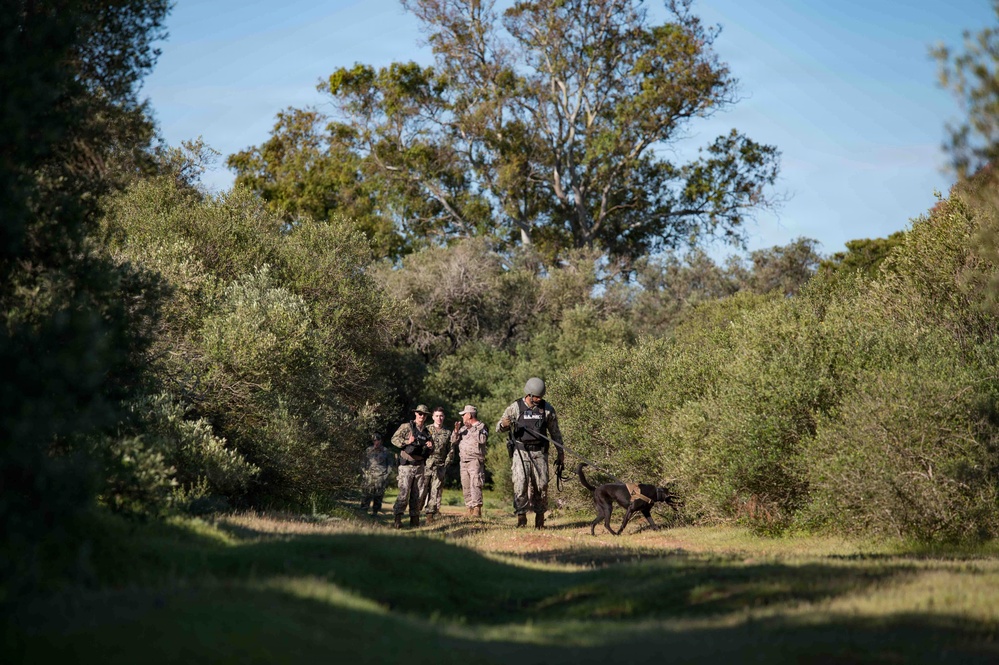 U.S. Navy Sailors and Spanish marines conduct military working dog training