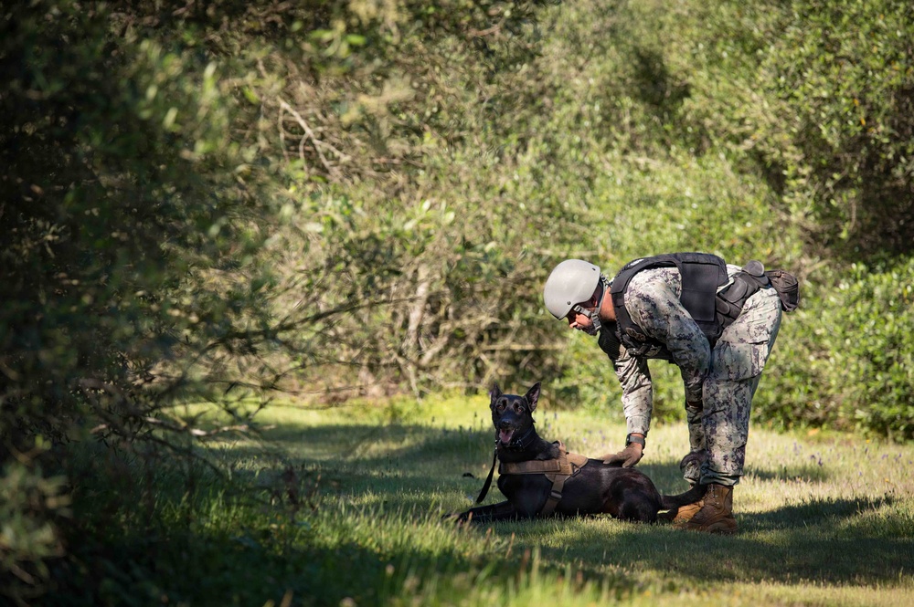 U.S. Navy Sailors and Spanish marines conduct military working dog training