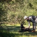U.S. Navy Sailors and Spanish marines conduct military working dog training
