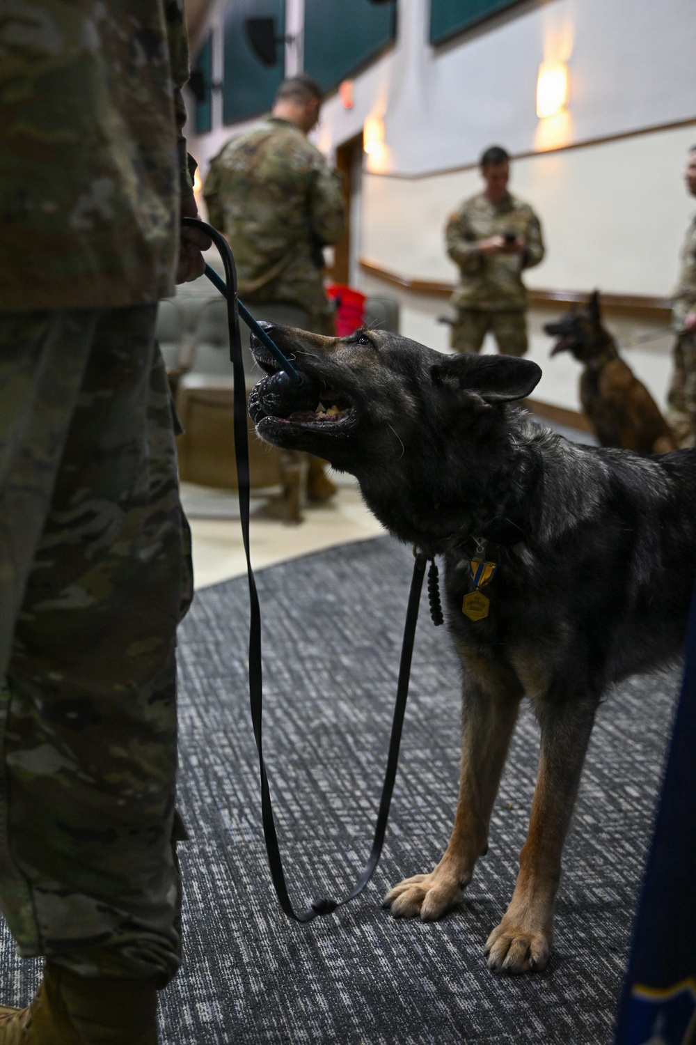 Furry Fighters: Military Working Dogs Howoard and Baily Retire