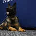 Furry Fighters: Military Working Dogs Howoard and Baily Retire
