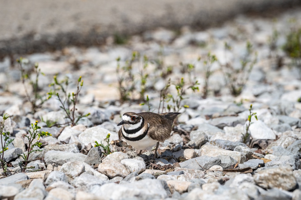 Wildlife at Wright-Patt: Killdeer Bird