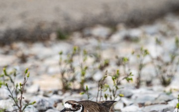 Wildlife at Wright-Patt: Killdeer Bird