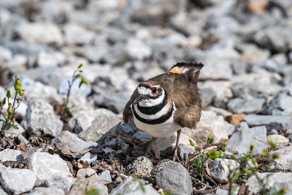 Wildlife at Wright-Patt: Killdeer Bird