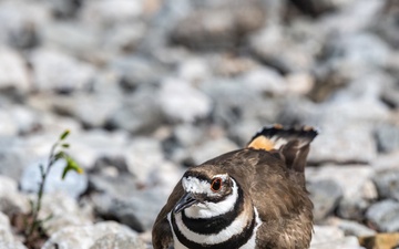 Wildlife at Wright-Patt: Killdeer Bird