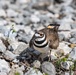 Wildlife at Wright-Patt: Killdeer Bird