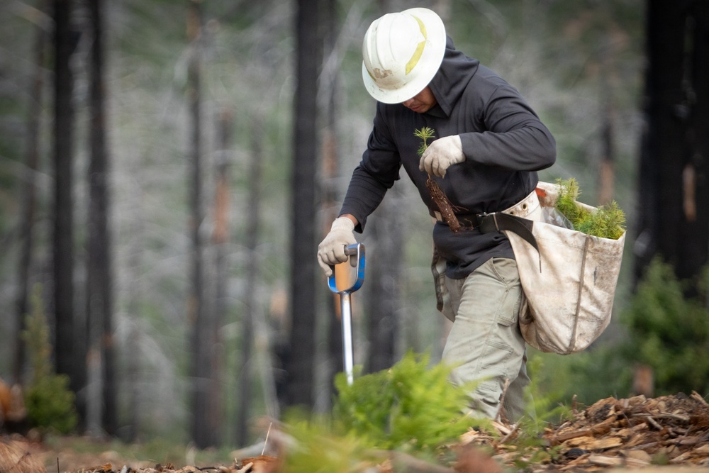 Reforestation Mendocino National Forest