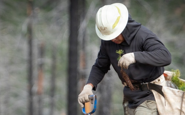 Reforestation Mendocino National Forest