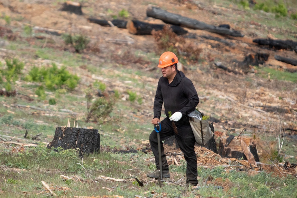 Reforestation Mendocino National Forest