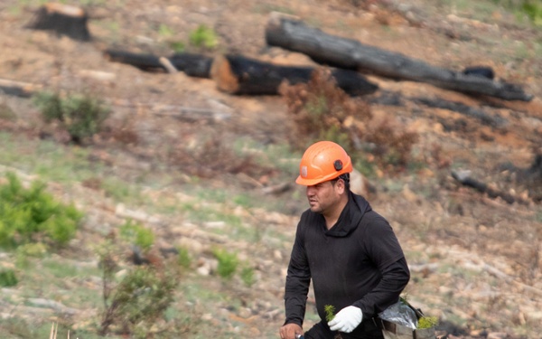 Reforestation Mendocino National Forest