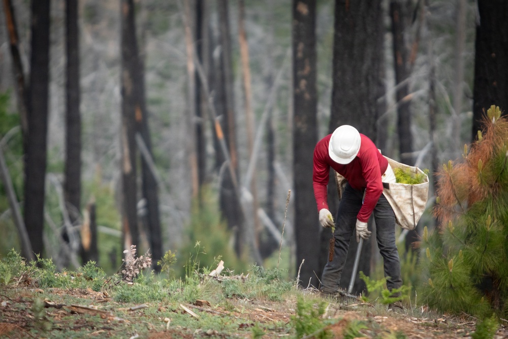 Reforestation Mendocino National Forest