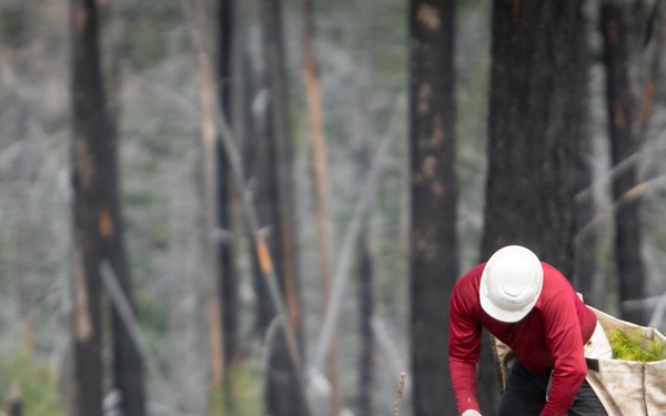 Reforestation Mendocino National Forest