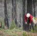 Reforestation Mendocino National Forest