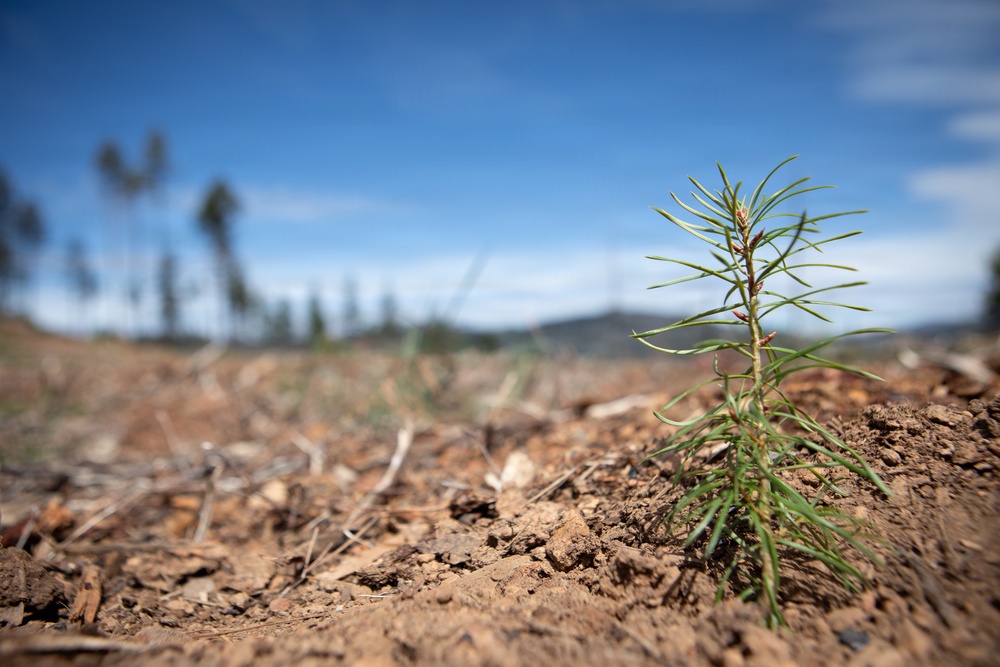 Reforestation Mendocino National Forest