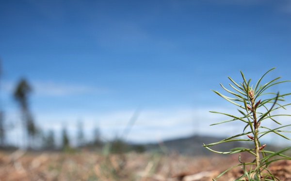 Reforestation Mendocino National Forest