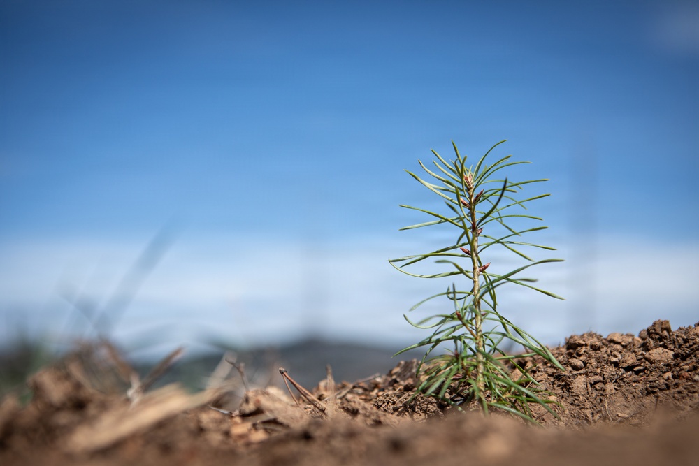 Reforestation Mendocino National Forest