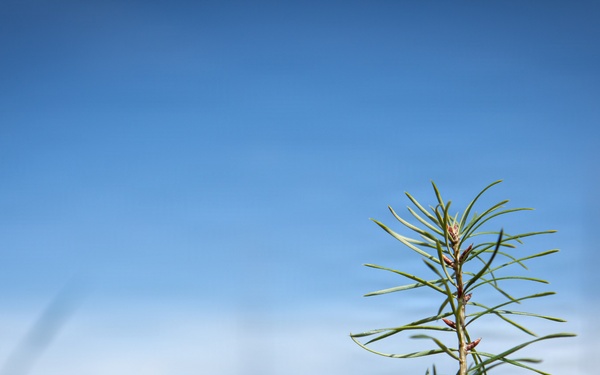 Reforestation Mendocino National Forest