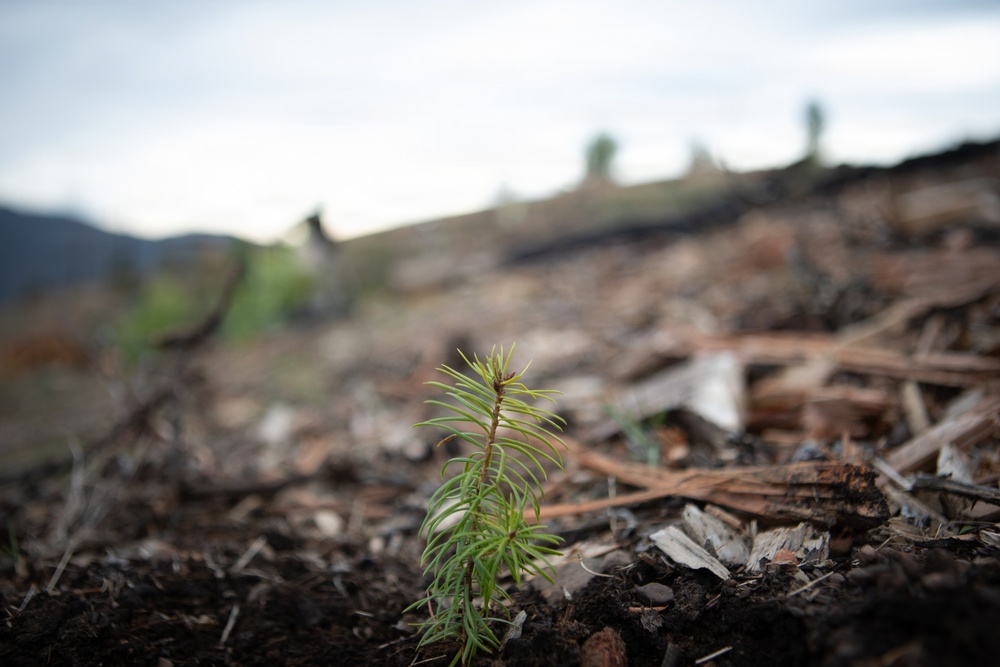 Reforestation Mendocino National Forest
