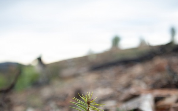 Reforestation Mendocino National Forest