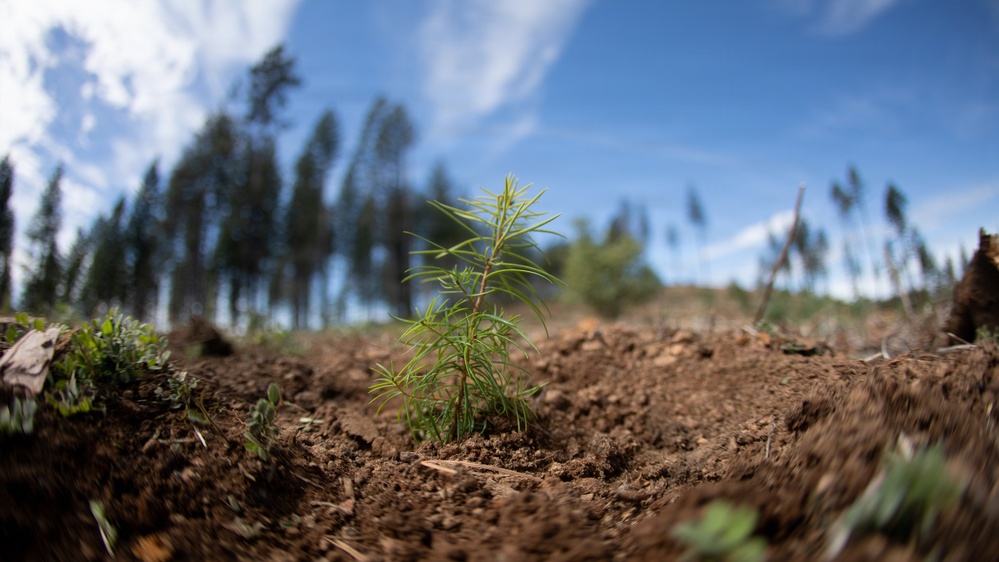 Reforestation Mendocino National Forest