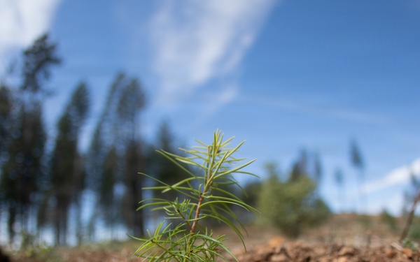 Reforestation Mendocino National Forest