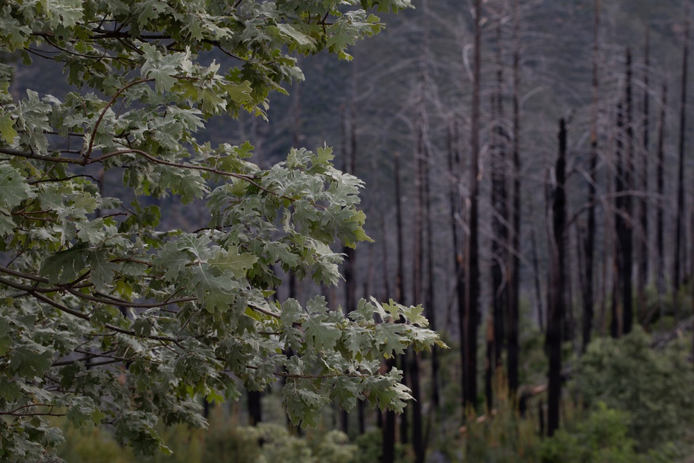 Reforestation Mendocino National Forest