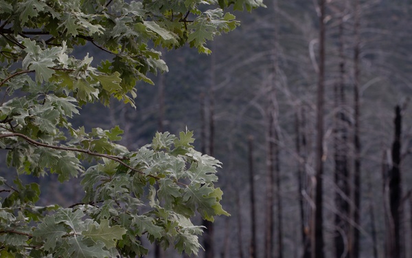 Reforestation Mendocino National Forest