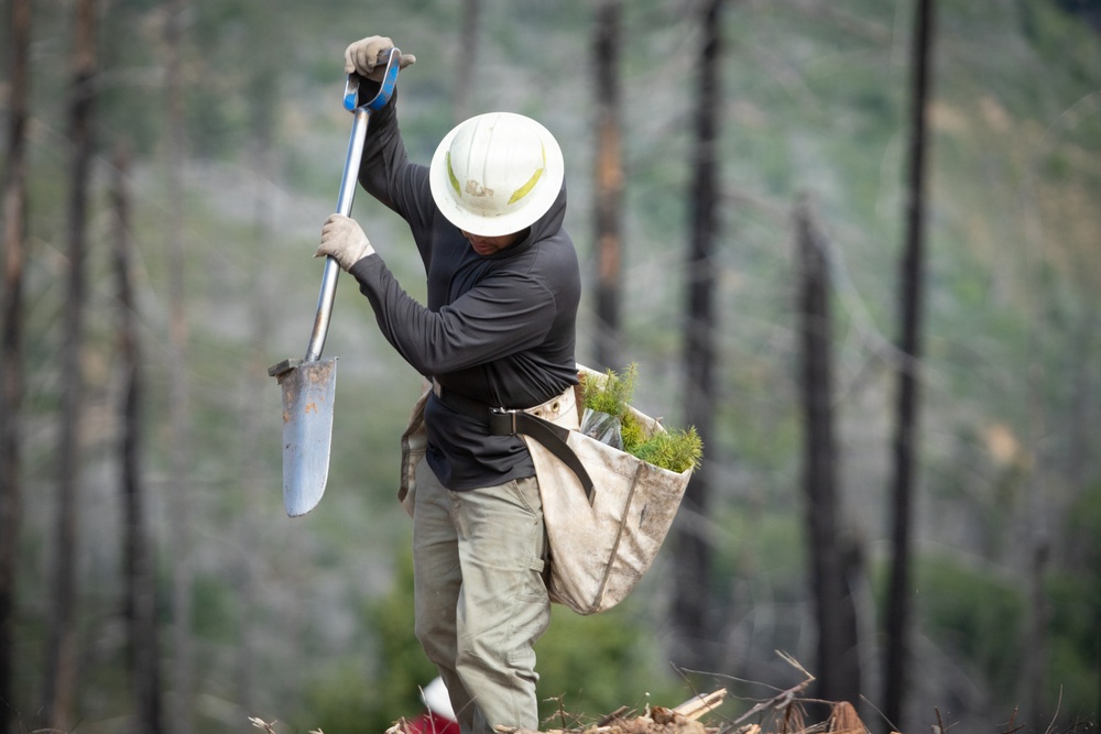 Reforestation Mendocino National Forest