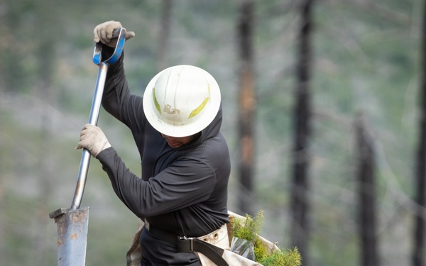 Reforestation Mendocino National Forest