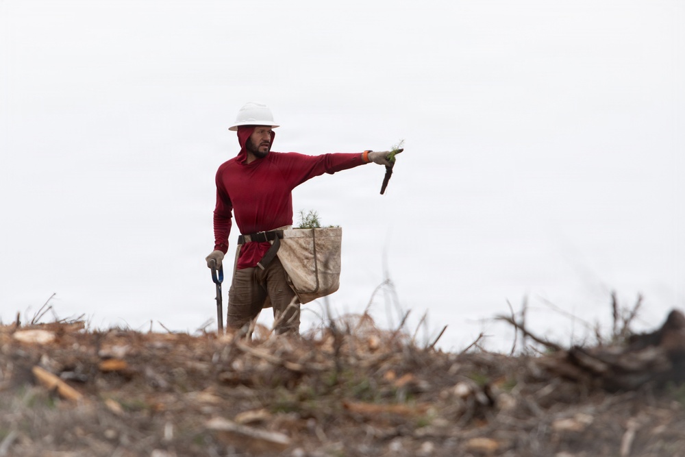 Reforestation Mendocino National Forest