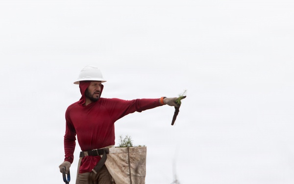 Reforestation Mendocino National Forest