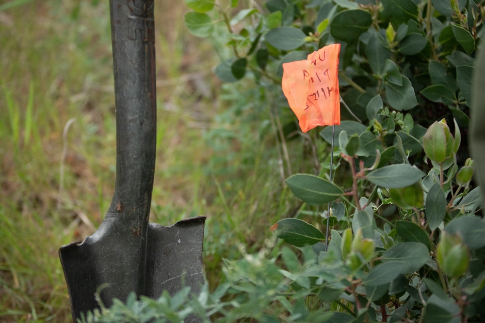 Reforestation Mendocino National Forest