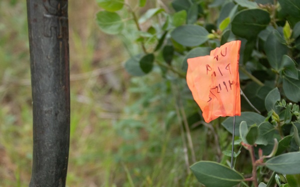 Reforestation Mendocino National Forest