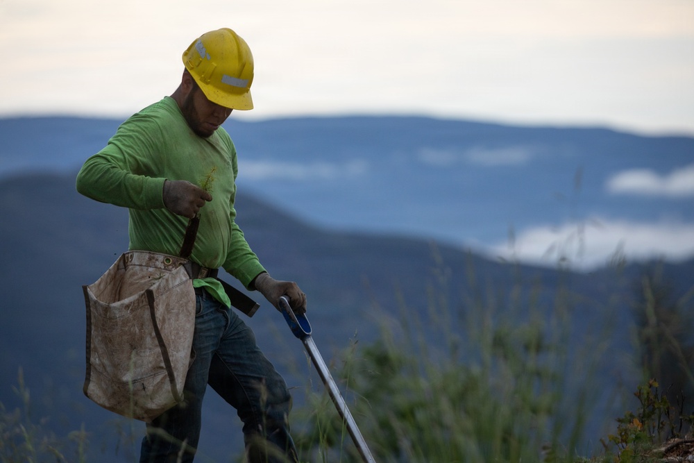 Reforestation Mendocino National Forest