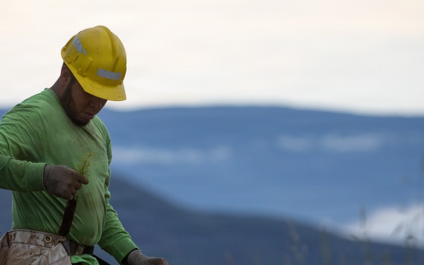 Reforestation Mendocino National Forest