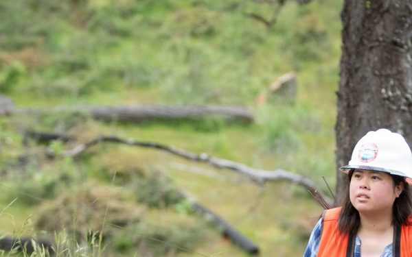 Reforestation Mendocino National Forest