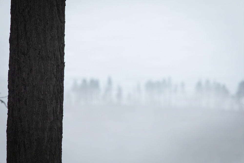 Reforestation Mendocino National Forest