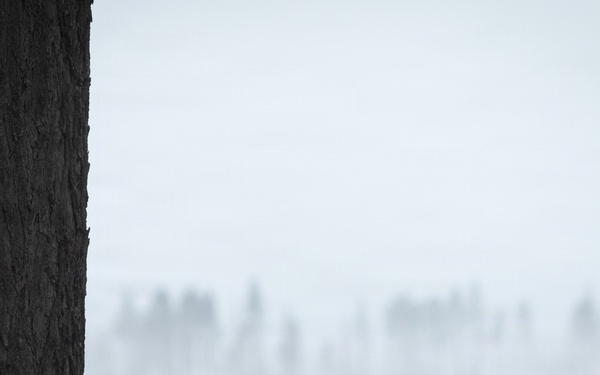 Reforestation Mendocino National Forest