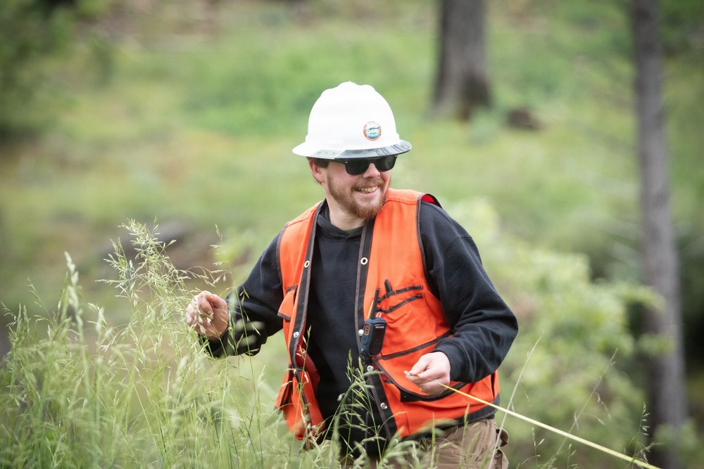 Reforestation Mendocino National Forest