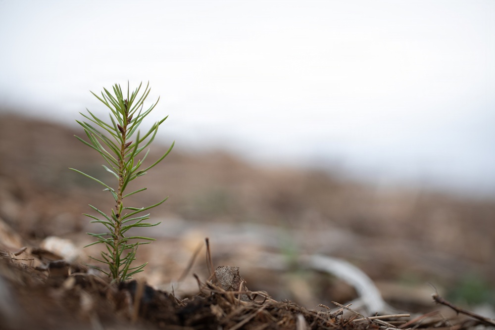 Reforestation Mendocino National Forest