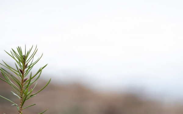 Reforestation Mendocino National Forest