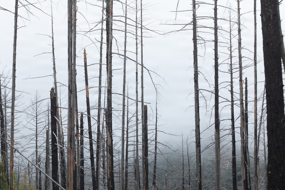 Reforestation Mendocino National Forest