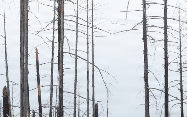 Reforestation Mendocino National Forest