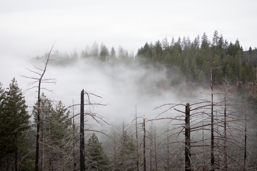Reforestation Mendocino National Forest