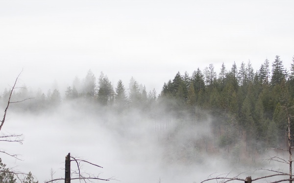 Reforestation Mendocino National Forest