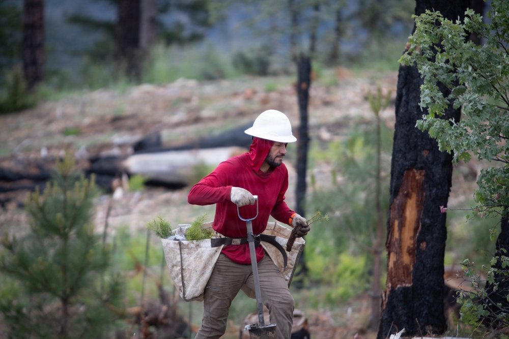 Reforestation Mendocino National Forest
