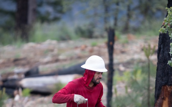 Reforestation Mendocino National Forest