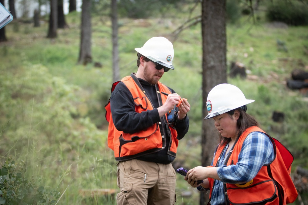 Reforestation Mendocino National Forest