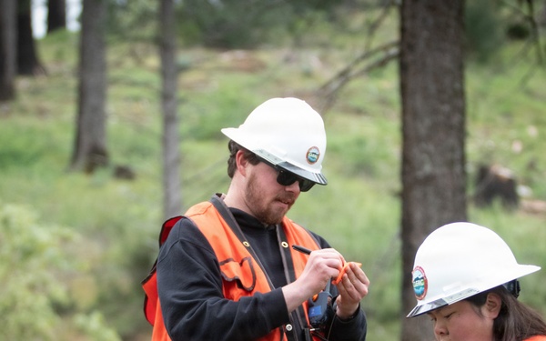 Reforestation Mendocino National Forest